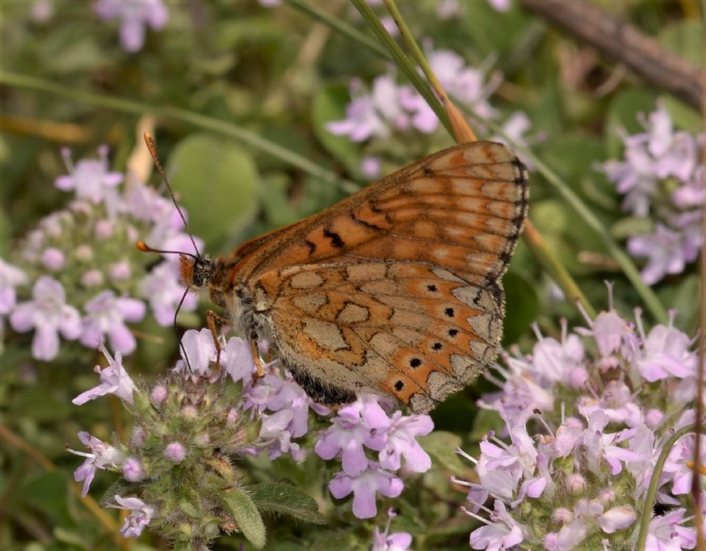 Nymphalidae: Euphydryas ? S,  Euphydryas provincialis